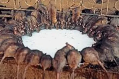 Фотография черной крысы для использования в книгах о животных