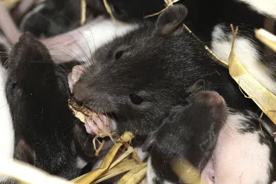 Черная крыса на фото с эффектом подсветки