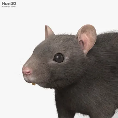Фото черной крысы с художественным ретушью