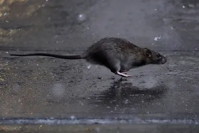 Крыса - изображение в монохромной гамме