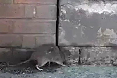 Фото черной крысы с крупным планом на лапы