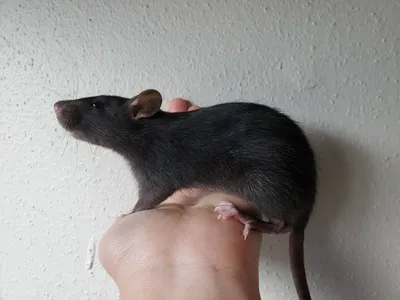 Фото черной крысы в формате WebP для улучшенной загрузки
