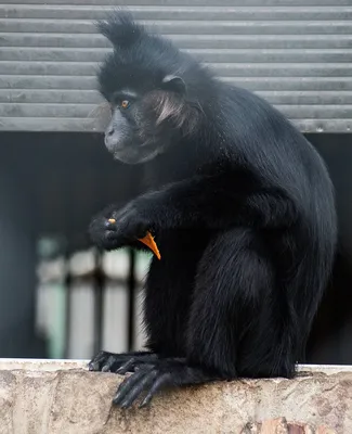 Черная обезьяна: красивые изображения для скачивания в HD