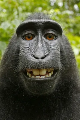 Черная обезьяна в HD: выбирай размер и формат!
