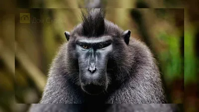 Фотографии Черной обезьяны для скачивания в хорошем качестве