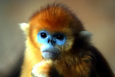 Скачивай Черную обезьяну бесплатно: картинки в HD, Full HD, 4K
