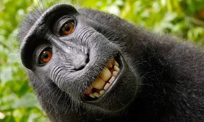 Изображения Черной обезьяны: выбирай качество и формат