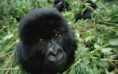 Под прицелом объектива: черная обезьяна в своей естественной среде