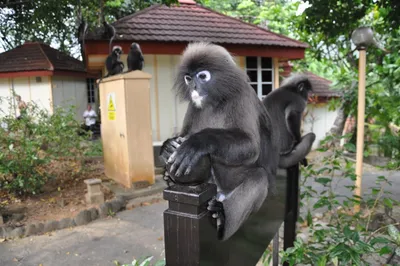 В поисках тайны: черная обезьяна в объективе камеры