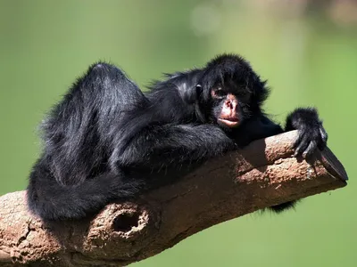 Фото Черной обезьяны в HD качестве