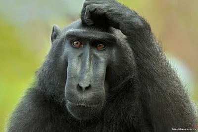 Новые изображения Черной обезьяны: скачивай бесплатно!