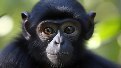 Рисунок Черной обезьяны: бесплатные фотографии