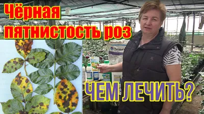Фото розы с черными пятнами: jpg фотка