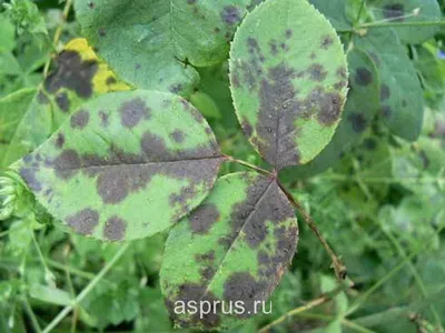 Черная пятнистость на розах: фото в webp формате
