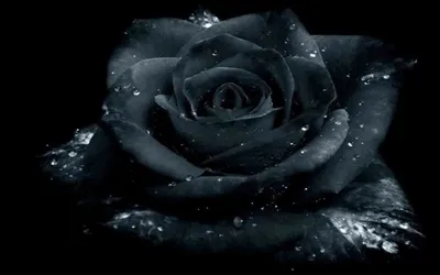 Stunning black rose affected by male disease - качественное изображение