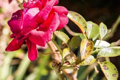 Stunning black rose affected by male disease - великолепное изображение