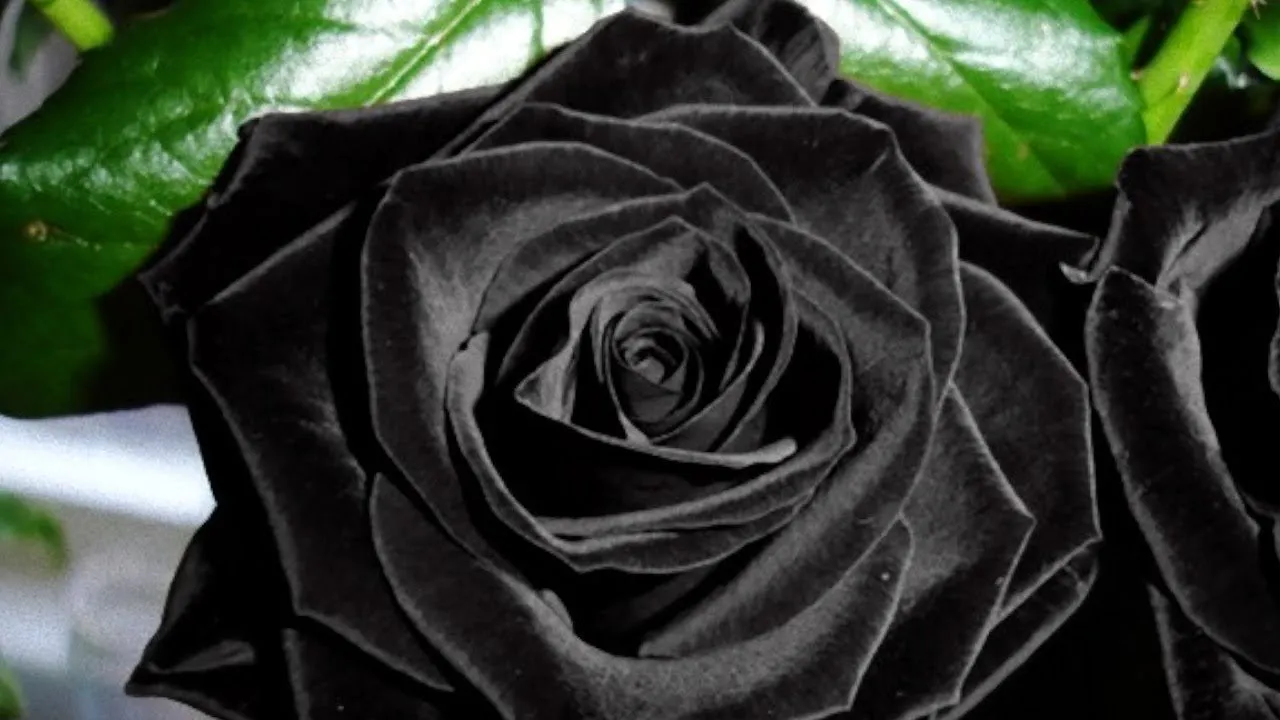 Саженцы черной розы. Черные розы Халфети.