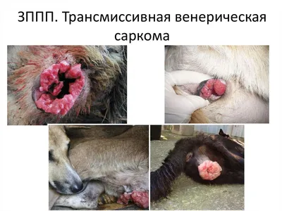 Фотография розы с венерическим заболеванием - jpg загрузка