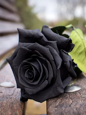 Черная роза  фото