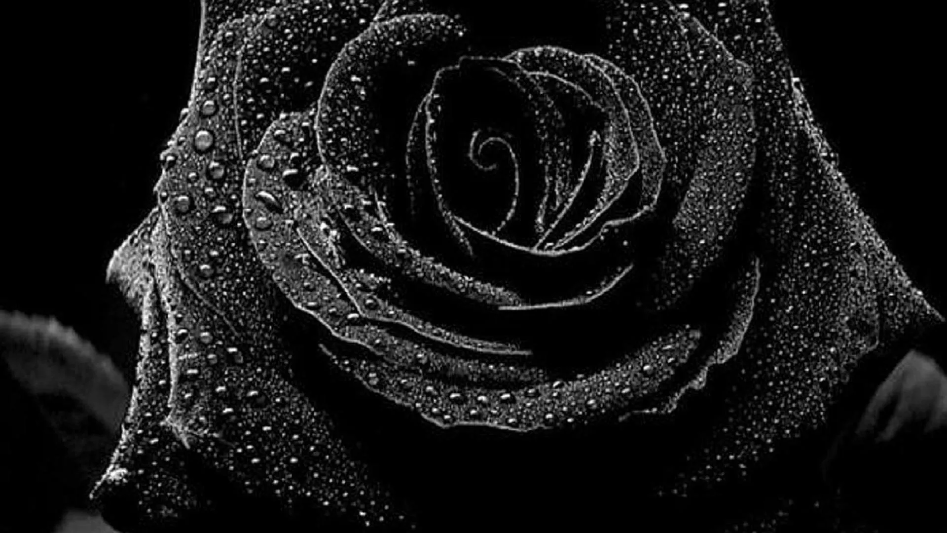 черная роза стим фото 106