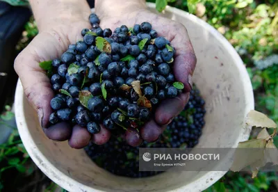 Загадочная красавица: черника в тени лесной листвы - фото