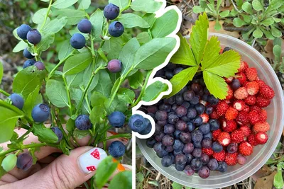 Удивительная картинка черники в лесу: воплощение природы