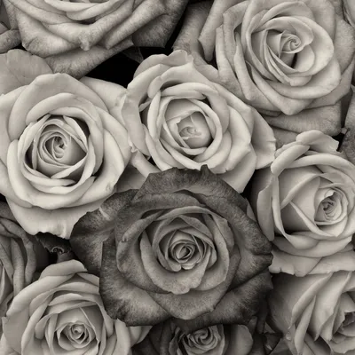 Красота черно-белой розы на вашем экране