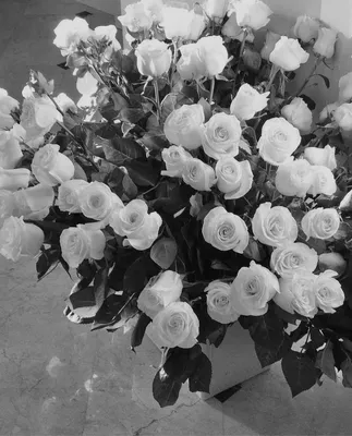 Черно-белая роза в галерее фотографий