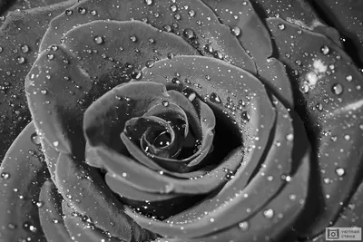 Уникальное фото черно-белой розы в формате jpg