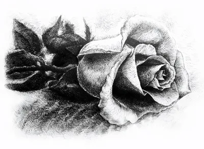 Фотография экзотической черно-белой розы