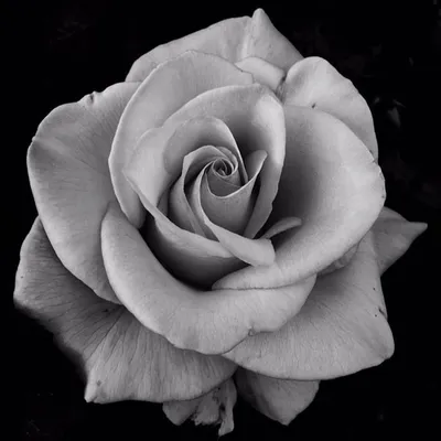 Очаровательная черно-белая роза на вашем мобильном устройстве