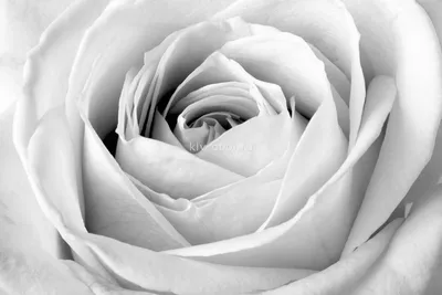 Фото черно-белой розы с возможностью выбора размера