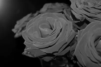 Черно-белая роза как произведение искусства