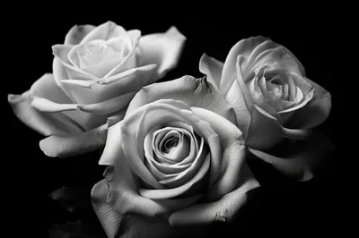 Фотография черно-белой розы в галерее изображений