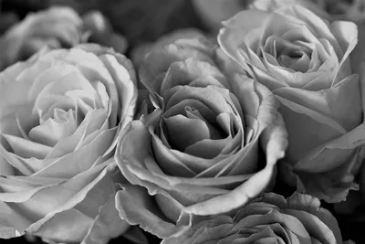 Изящная черно-белая роза в высоком разрешении