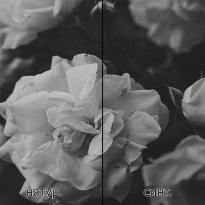 Удивительное изображение черно-белой розы на вашем экране