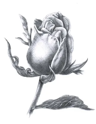 Картинка черно-белой розы в формате jpg