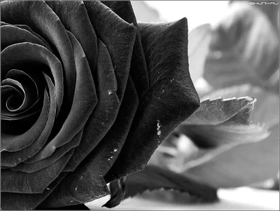 Фото черно-белой розы, созданное для вдохновения