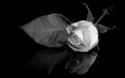 Черно-белая роза на фоне мистического пейзажа