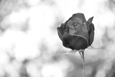 Очаровательная черно-белая роза в формате webp