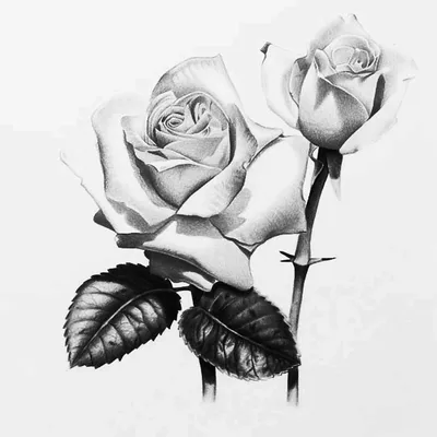 Картинка черно-белой розы в формате webp