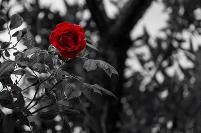 Фото черно-белой розы в высоком разрешении