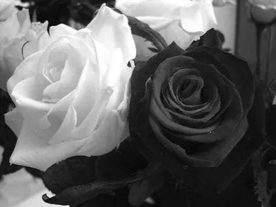 Черно-белая роза в разных форматах для скачивания
