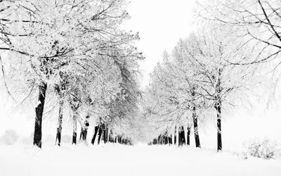 Зимние образы в черно-белом: Фотографии для загрузки