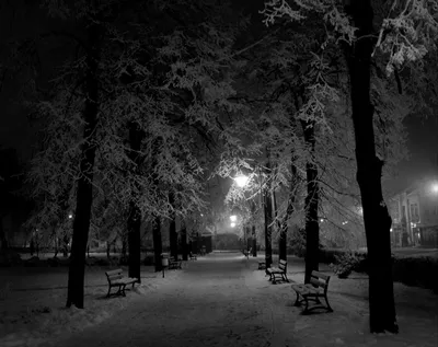 Зимняя симфония: Фото в черно-белом формате для скачивания