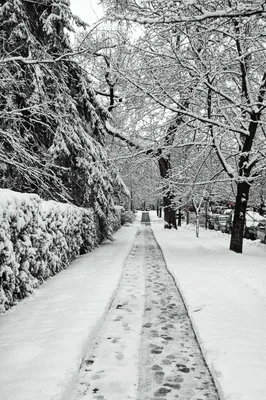 Снежные фотоинтерлюдии: Черно-белые моменты зимы