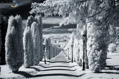 Элегантность зимнего бело-черного: Фото на любой вкус