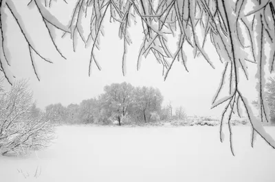 Зимний мистицизм: Черно-белые отражения природы