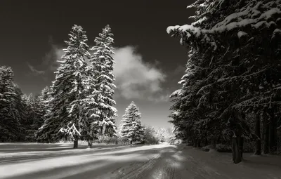 Зимние моменты в черно-белой гамме: Фотографии для скачивания