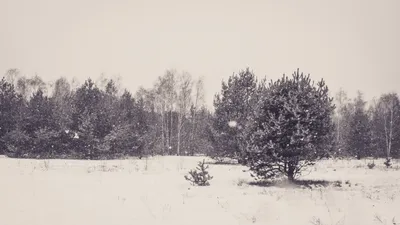 Черно-белые откровения зимнего пейзажа: Размер на выбор